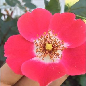 Meet your Posher, Maha